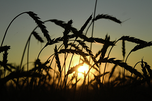 Сбор пшеницы в России в 2021 году может составить 77 млн тонн