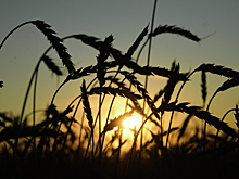 В РАН призвали не ждать зернового экспортного бума