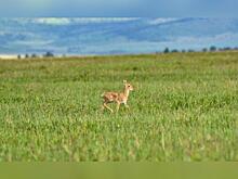 Путешественник увидел 500 дзеренов в степях Даурии