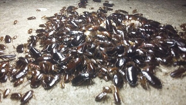 На теплотрассе в Серпухове собираются погреться полчища тараканов