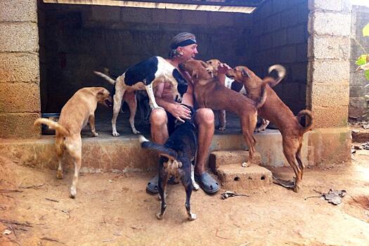 26 млн рублей за бродячих собак. Британцы потратили целое состояние на спасение животных из Индии