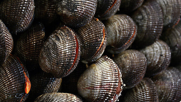 ФАС спросит с Росрыболовства за дорогие морепродукты