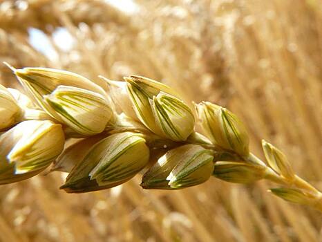 Во мире прогнозируемый урожай пшеницы растет – в Европе падает
