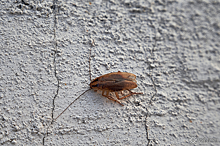Ученые из Финляндии обнаружили новый вид крупных тараканов