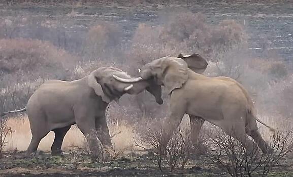 Последний бой вожака слоновьего стада, прощание с ним и львиную трапезу на его туше запечатлели туристы в ЮАР