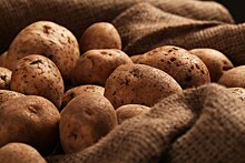 Садовод Ульянова: картофель нужно хранить в сухом и прохладном месте