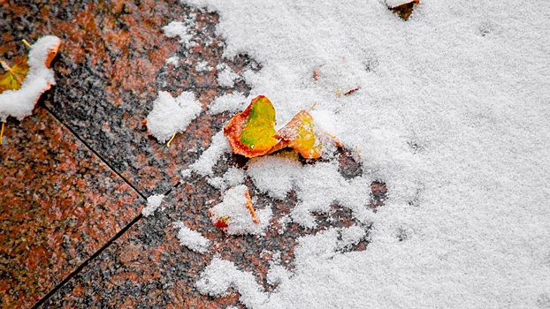 Зима еще не близко: москвичам рассказали о погоде на следующую неделю