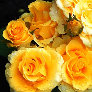 'Голден Сфинкс' - невероятно жёлтая роза с горячим темпераментом. Любимка!