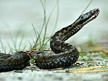 Ученый предупредил россиян о появлении змей в открытых местах