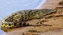 Крокодил уволок под воду ребенка в Мексике
