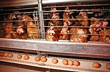 Кризис в зародыше: птицеводы жалуются на взлет цен на инкубационное яйцо