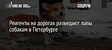 Реагенты на дорогах разъедают лапы собакам в Петербурге