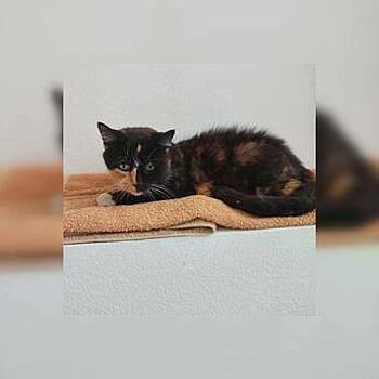 Остаётся жить месяц или два: калининградка просит о помощи для своей кошки, которая больна раком (фото)