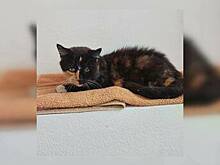 Остаётся жить месяц или два: калининградка просит о помощи для своей кошки, которая больна раком (фото)