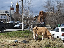 В Челябинской области предложили организовать штрафстоянки скота