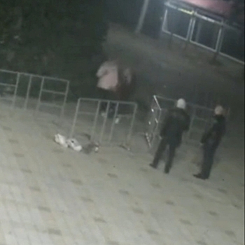В Анапе вандалы, повредившие главную ёлку, раскаялись в своем хулиганстве