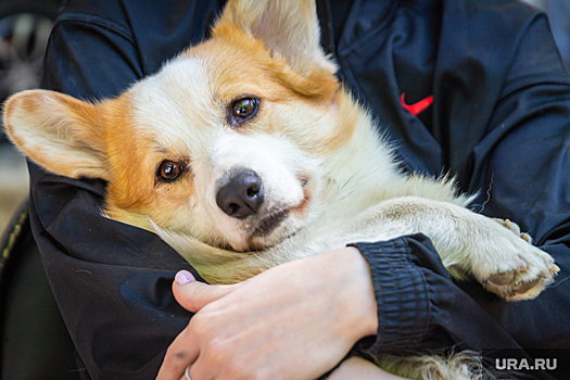 Роскачество: водителя такси нужно заранее предупредить о перевозке животного