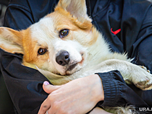 Роскачество: водителя такси нужно заранее предупредить о перевозке животного