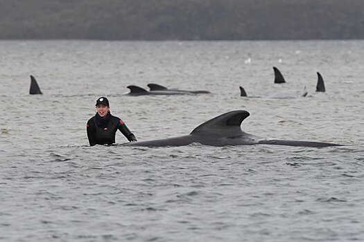 В Австралии на берег выбросились сотни китов