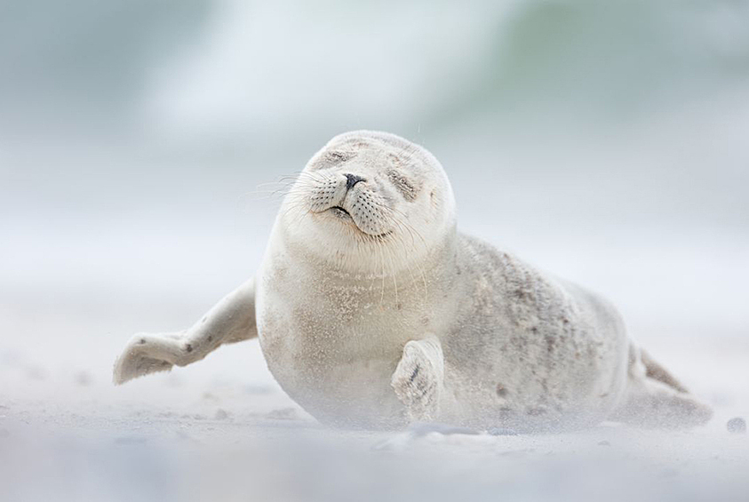 Этот смешной малыш тюленя наслаждается утренним бризом на острове Хельголанд-Дюне в Германии. Снимок стал финалистом в категории «Живая природа»