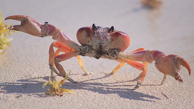 Чувствуют ли крабы и лобстеры боль?