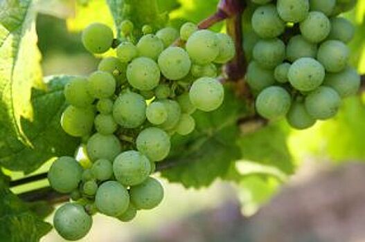 В Курской области не допустили ввоз зараженного винограда из Турции