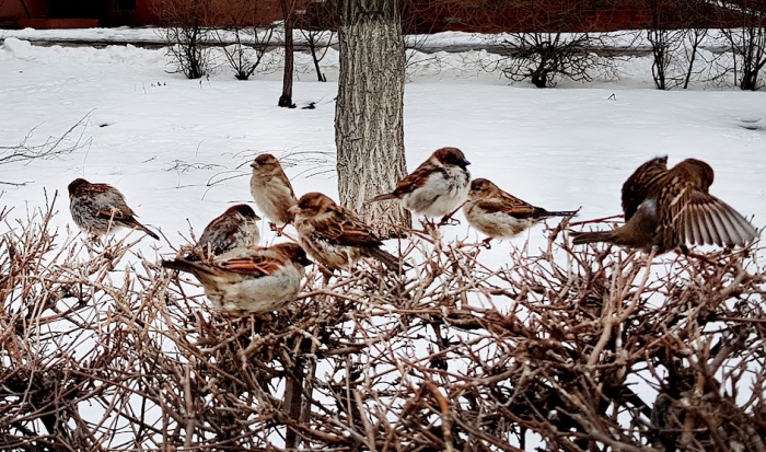 Волгоградская область вошла в топ-5 Всероссийской переписи воробьев
