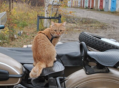 Кот-путешественник из Нижнего Новгорода покорил жителей в соцсетях