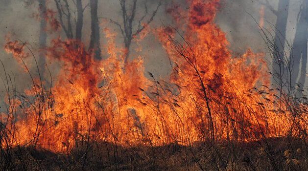 В Красноярском крае за сутки ликвидировали 17 лесных пожаров
