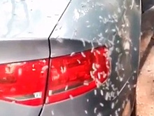 «Едят все»: биолог объяснил нашествие гусениц в Сочи