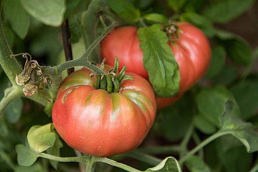 Овощевод раскрыл самый вкусный сорт томата с крупными плодами