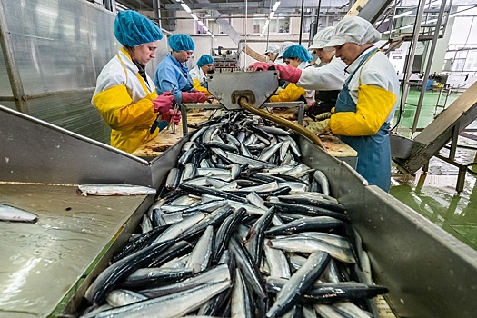Дагестан установил рекорд по переработке рыбы