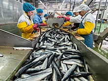 Дагестан установил рекорд по переработке рыбы