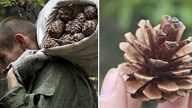 Он весь сезон собирал шишки, а соседи удивлялись… Теперь они ходят к нему в сад, как в музей.