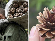 Он весь сезон собирал шишки, а соседи удивлялись… Теперь они ходят к нему в сад, как в музей.