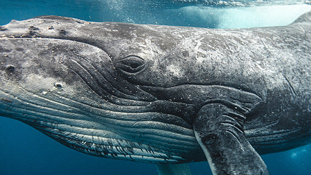 Удар по океану: какие страны и почему до сих пор убивают китов