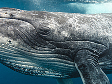 Удар по океану: какие страны и почему до сих пор убивают китов