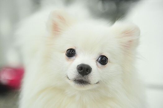 Как помочь питомцу в экстренной ситуации