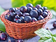 Кардиолог назвал самую полезную для сосудов ягоду