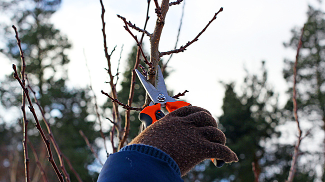 «Зеленый город»: перед весной в Бишкеке начали санитарную обрезку деревьев
