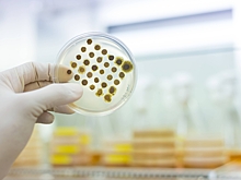 По Европе распространяется опасный грибок, поражающий пах и ягодицы