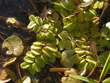 В нижнекамском озере обнаружили краснокнижные растения