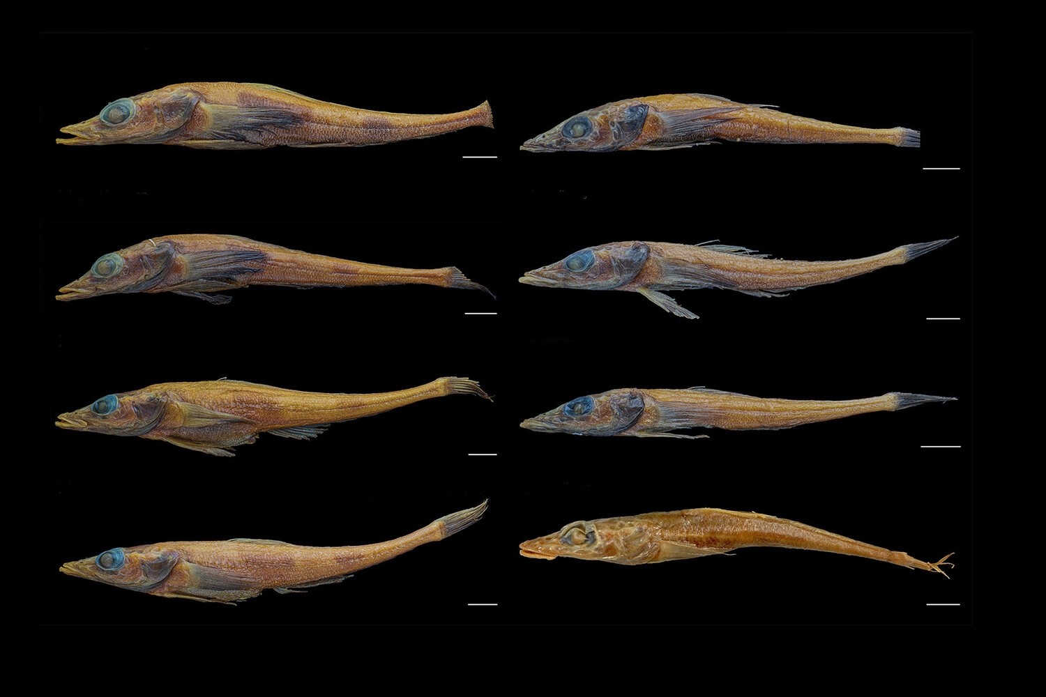 Ученые открыли новый вид рыбы-дракона в Антарктиде