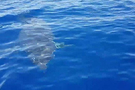 Шестиметровая акула-людоед поплавала вокруг лодки и попала на видео