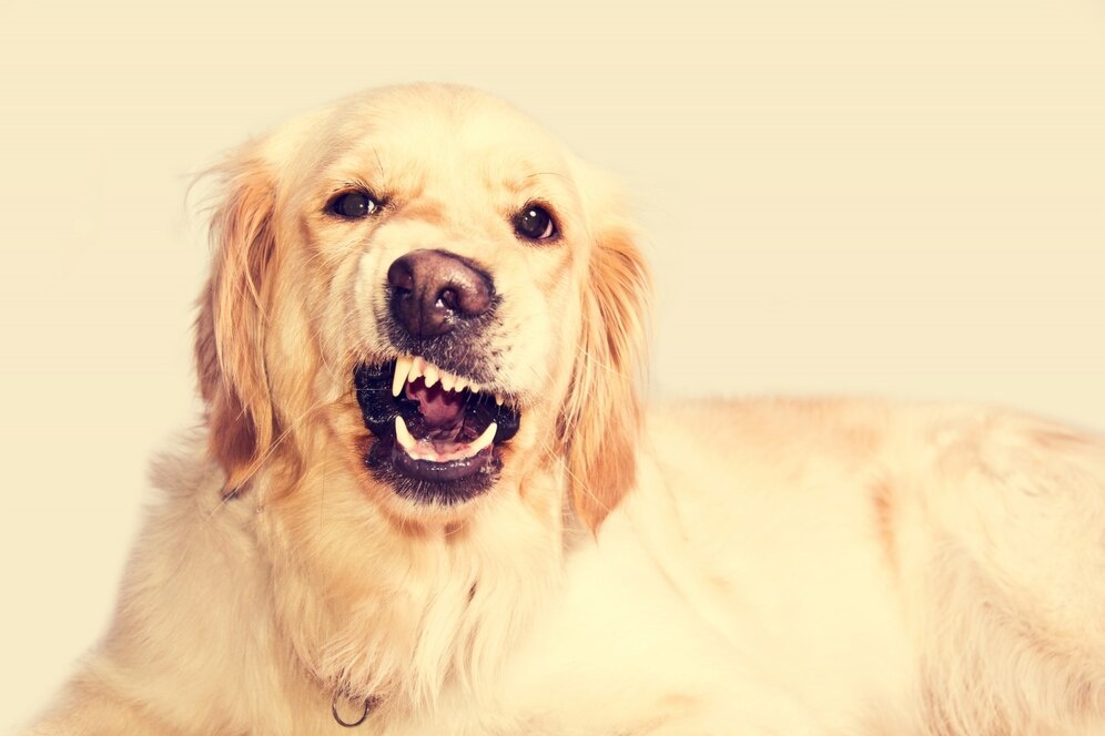 Уголовное дело возбуждено из-за нападения собаки на пенсионерку в Горбатове