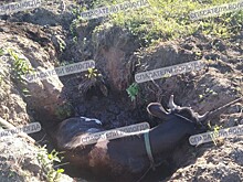 Вологодские спасатели помогли телёнку выбраться из ямы