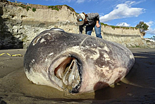 В США нашли "ужасающую" рыбу