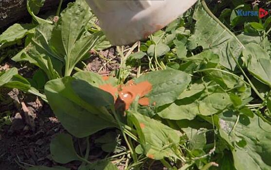 Роспотребнадзор нагрянул в Дмитриев