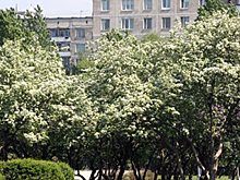 На Соколе возродят Сиреневый сад Колесникова
