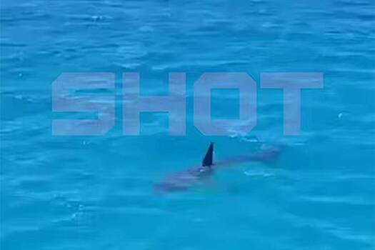 Россияне стали свидетелями нашествия акул в Шарм-эш-Шейхе